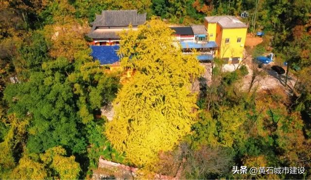 最大1600岁!黄石这几棵银杏王 你都打卡了吗?