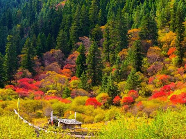 中国彩林第一县！黑水的美镜头不足以描绘！