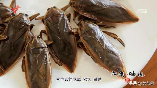 老广的味道 鱼肚花胶是哪期 老广的味道第五季鱼露