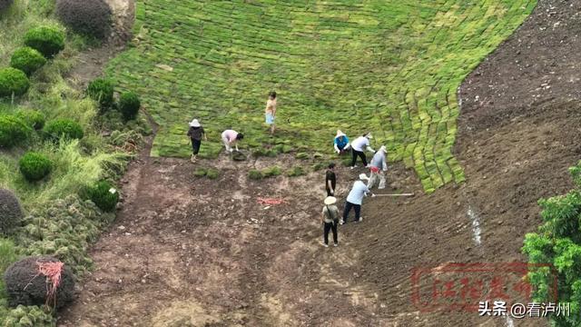 哇！泸州市区里要能看萤火虫了！