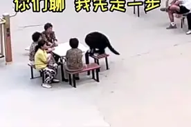 一狗子买菜回来，中途坐凳上专心听大妈唠嗑忘归家，冲上热搜图片