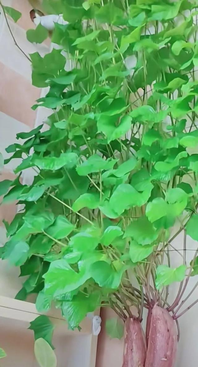 陕西一男子，晒“客厅红薯瀑布”走红，网友：我以为是塑料装饰品