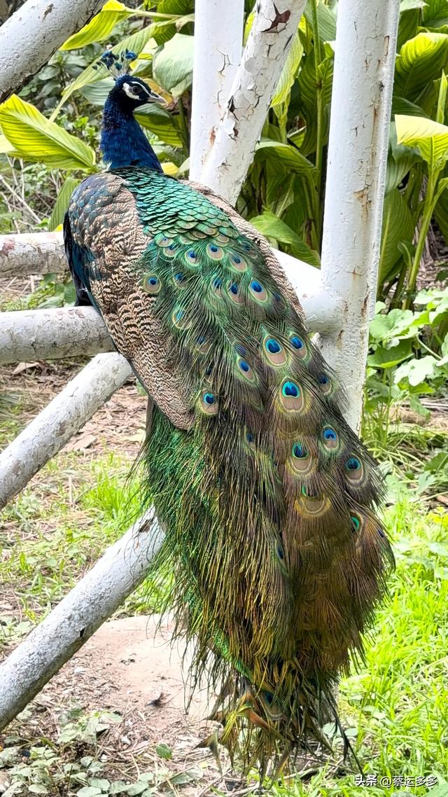 上海动物园的高颜值图鉴