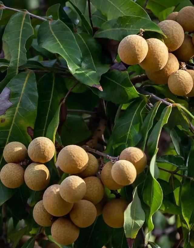 世界上只有中国四川泸州市才有的全球“独一无二的8大奇景”