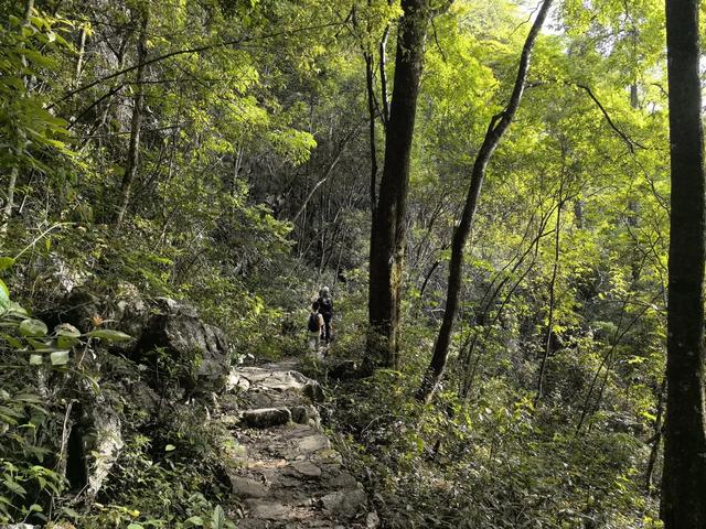 带小朋友去贵州茂兰,连环探洞加漏斗原始森林徒步二日游全攻略!