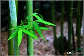 俗语“门前种竹，做人狠毒”，什么意思？门口有竹子到底好不好图片