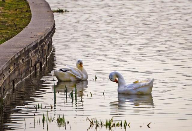 观鸟季来啦！在西安赴一场与候鸟的约会