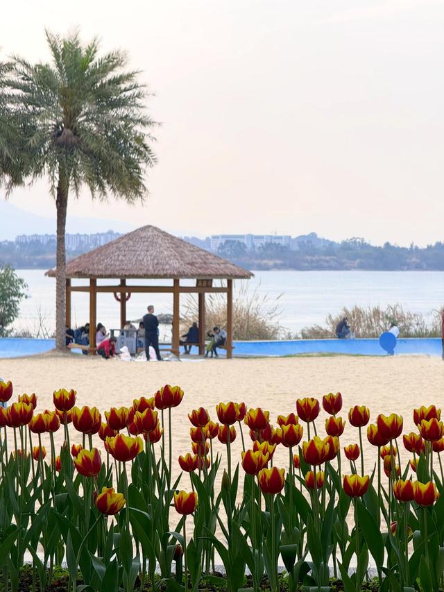 福州春日出游必打卡！农大沙滩公园的郁金香花海，美到令人藏不住