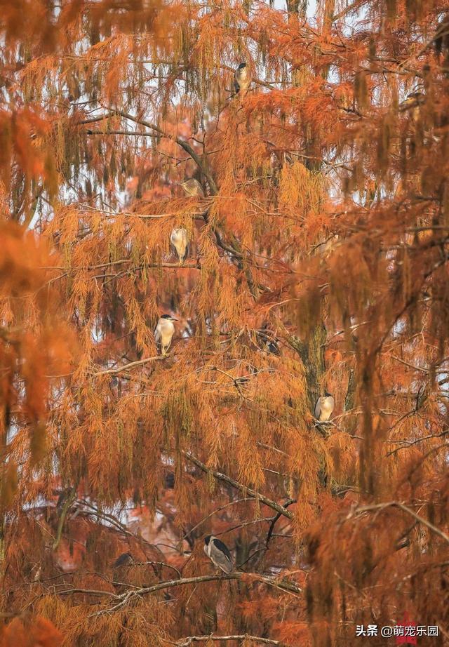 新洲池杉悄悄换装，数万棵树披赤褐外衣，候鸟纷纷奔来如梦境