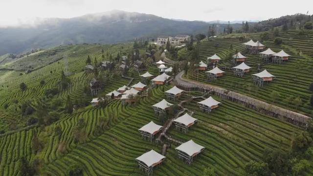 茶香伴夏 研学正酣 思茅区暑期茶旅融合激活产业新动能