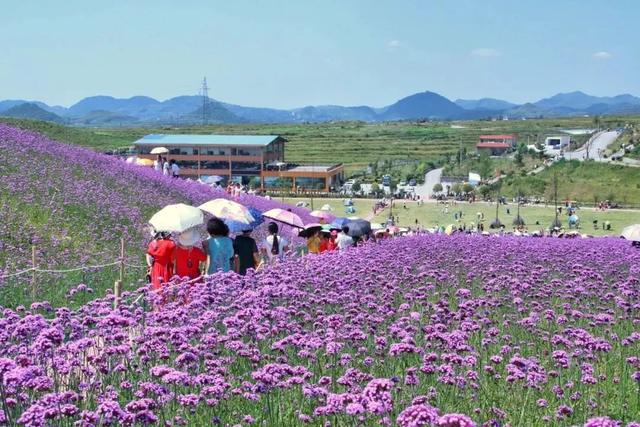 乡游黔中 · 花溪区 街上村丨云端避暑记,红村星河入梦来
