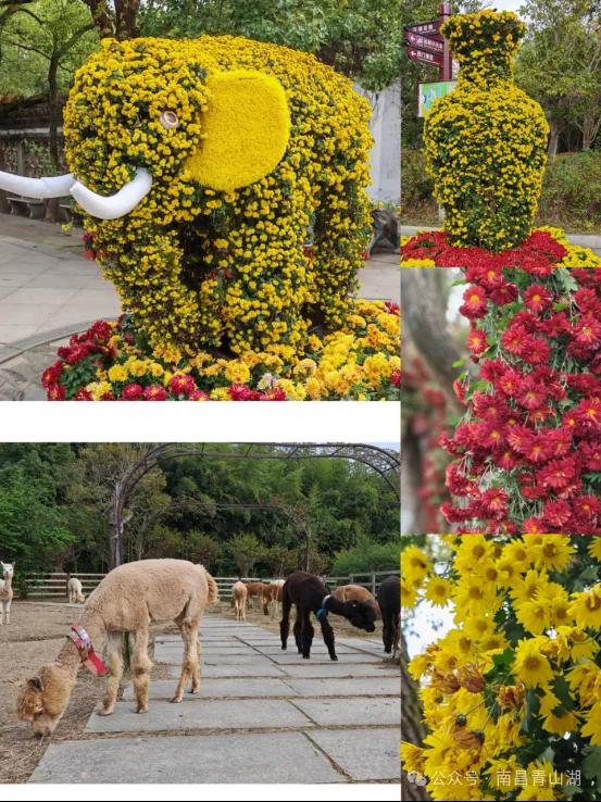 150+动物造型藏进万株菊海，天香园菊展开展