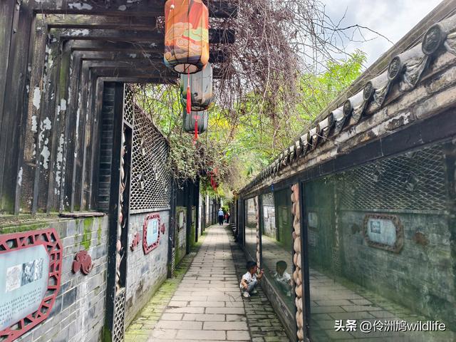 成都古镇（15）郫县唐昌古镇崇宁公园·大椿巷