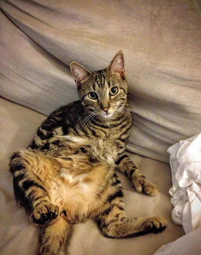 别把普通狸猫当 “顶级”！真正中华狸花猫有 5 大特征，第 3 个