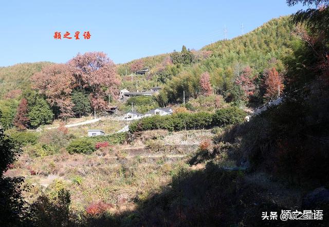 古村、古道、古树群、红杉林，网红村庄比城市还热闹