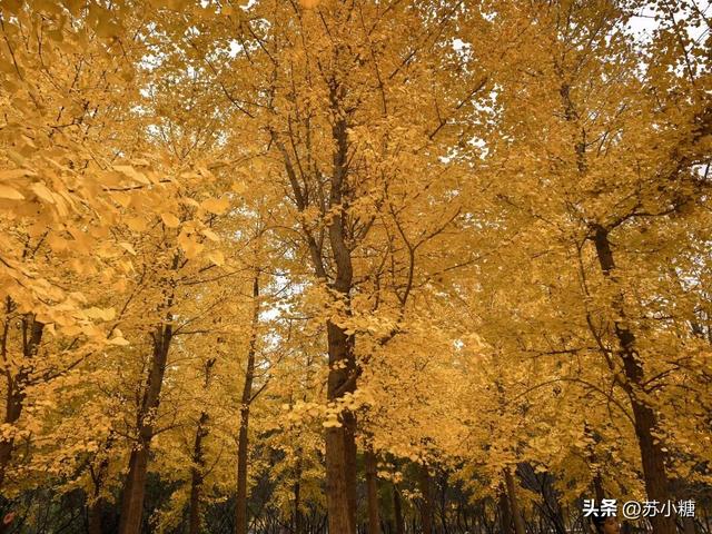 【石家庄】河北经贸大学银杏节预览，随手一拍都是壁纸