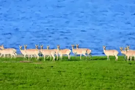 青海湖又变大了！水位连涨20年有望汇入黄河，西北缺水有救了？图片