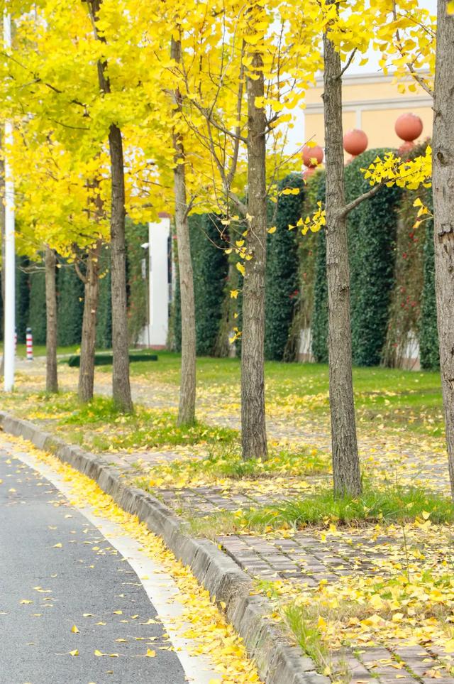 好看!好拍!郫都银杏打卡攻略→