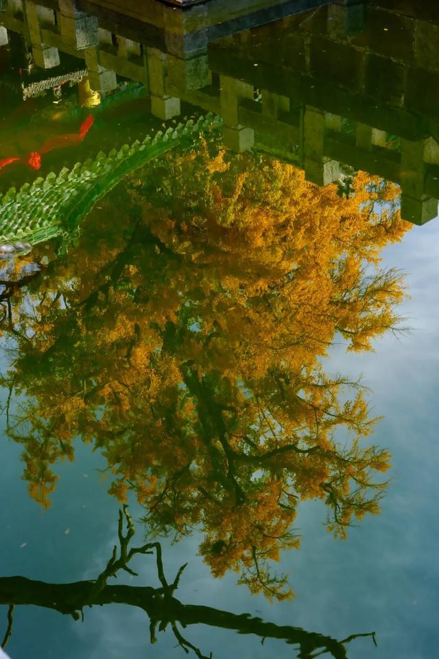 济南的这些千年银杏树美得正当时,最后“黄金期”快去打卡!