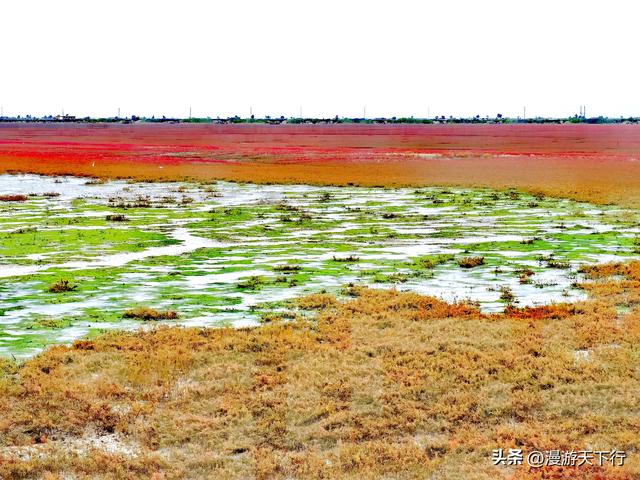 分享一个免费的红海滩，景色一点不差盘锦红海滩，