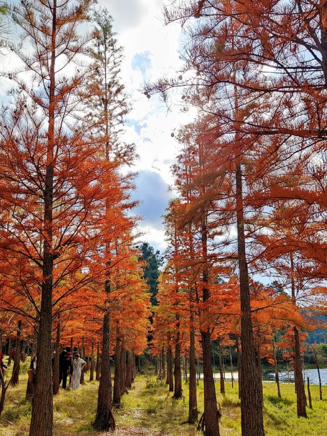 不用去远方，三家村水库水杉红了，一半湖水一半红林太出片了