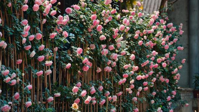 2025 实测！爬藤月季 “扛把子” TOP5，新手闭眼入的爆花神器！