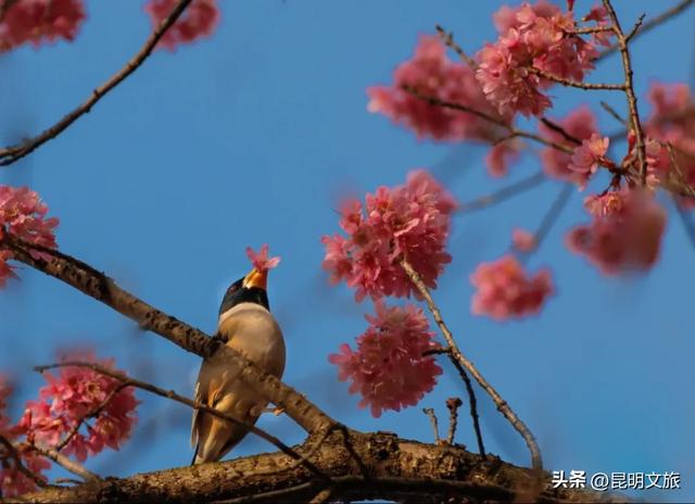 美炸！美炸！全国裹貂我赏樱！昆明最全冬樱赏花攻略来了，周末快冲~