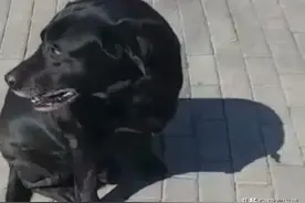 我家狗狗走了，不会再回来了，我痛苦不已——图片