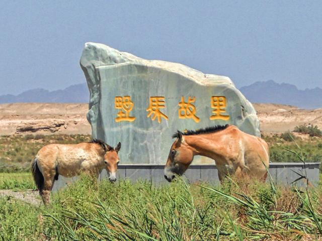 曾野外灭绝！我国从国外引进培育40年, 野化放归900只, 如今怎样了?