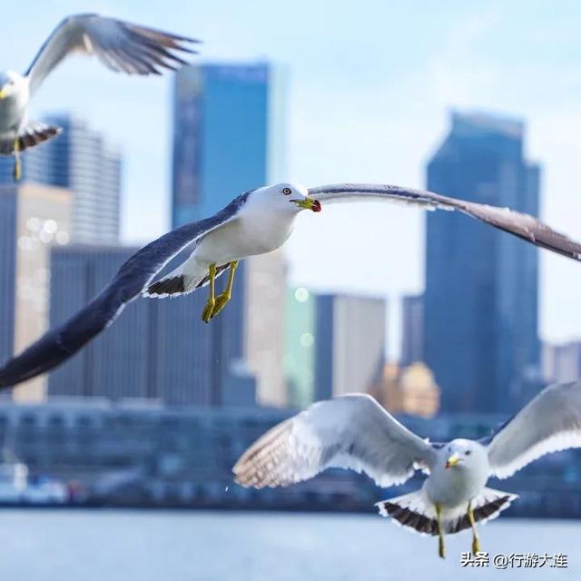 到海边去！大连市区赶海、喂海鸥全攻略