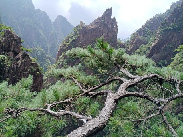 黄山一日游：在奇景与人心间丈量性价比