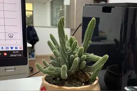 【生活科普】仙人掌防辐射？科学实验告诉你真相！图片