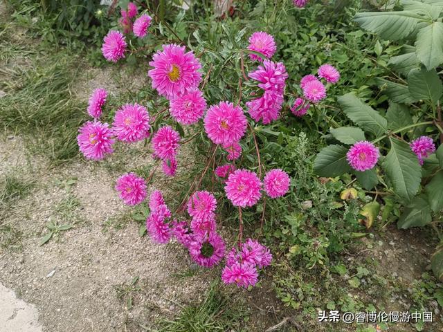 寻找谷力脑包