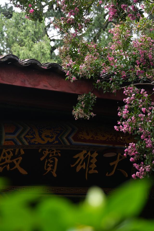 图集丨穿越南北朝的浪漫 剑门关千年紫薇花开成瀑