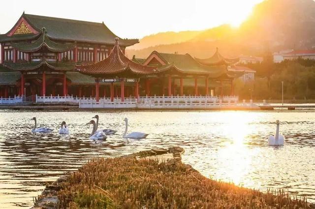 山东变身“候鸟天堂”，点击Get冬日限定浪漫