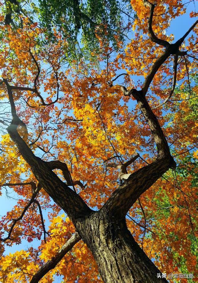 这个秋天，我在地坛