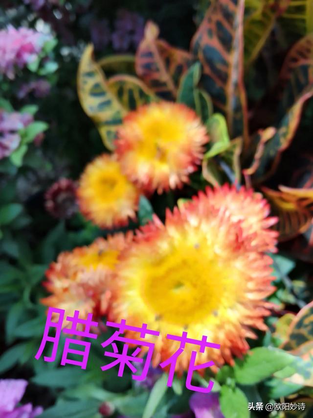 我和老公去上海“方塔公园”玩，没想到路上又捡了“醉白池公园”
