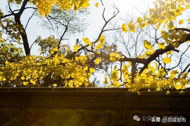 今天实拍！浮来山银杏，一树鎏金映古寺