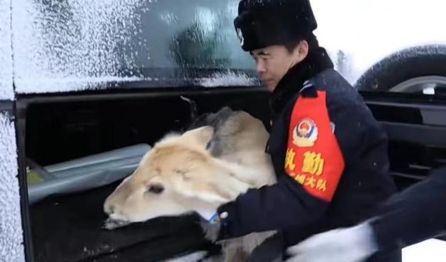上万只黄羊“偷渡”到我国，在蒙古待着不好吗？为什么跑来内蒙？
