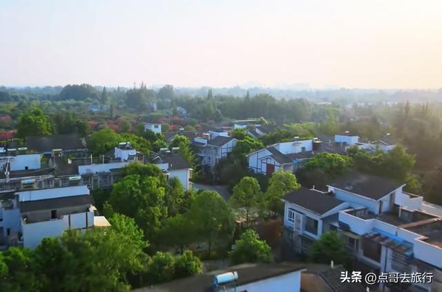 成都温江最美紫薇花大道，壮观色彩斑斓，不要门票，地铁公交直达