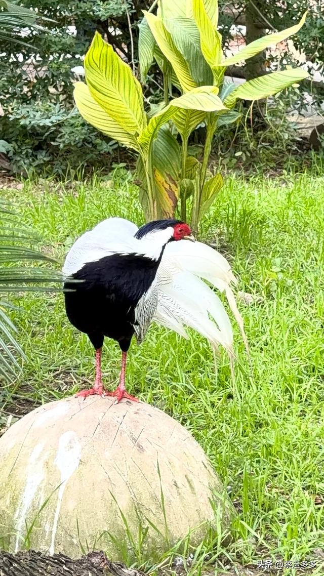 上海动物园的高颜值图鉴