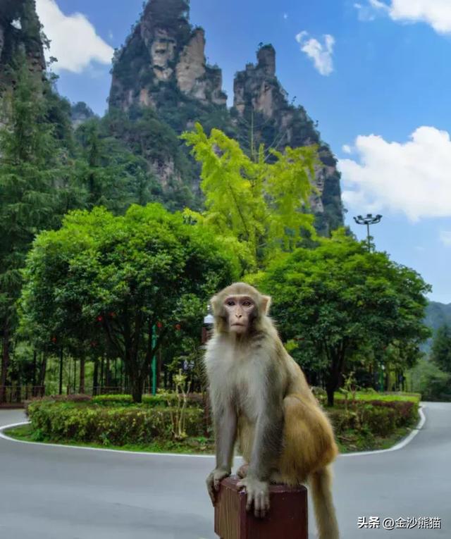 镜头中的山水：寻梦张家界 醉心山水间