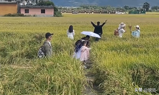 网红稻田被踩踏后续！有人制止反被怼，更多内幕曝光，果然不简单