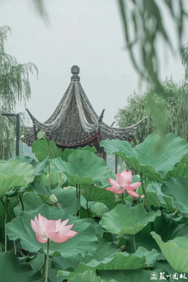 快收藏！苏州园林八月打卡指南！