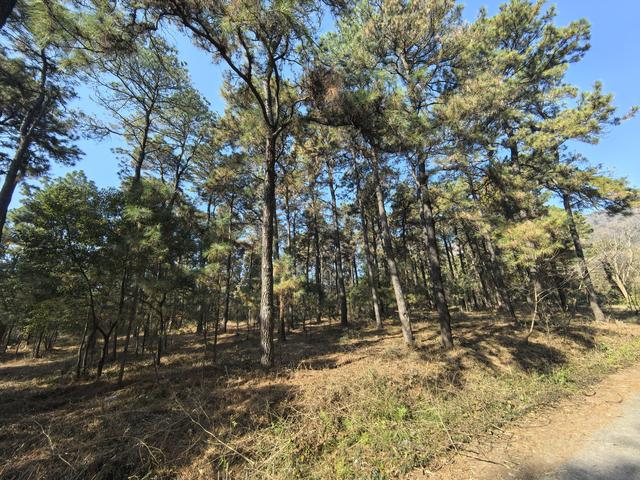 南京第二次到镇江武岐山空青山郊野徒步