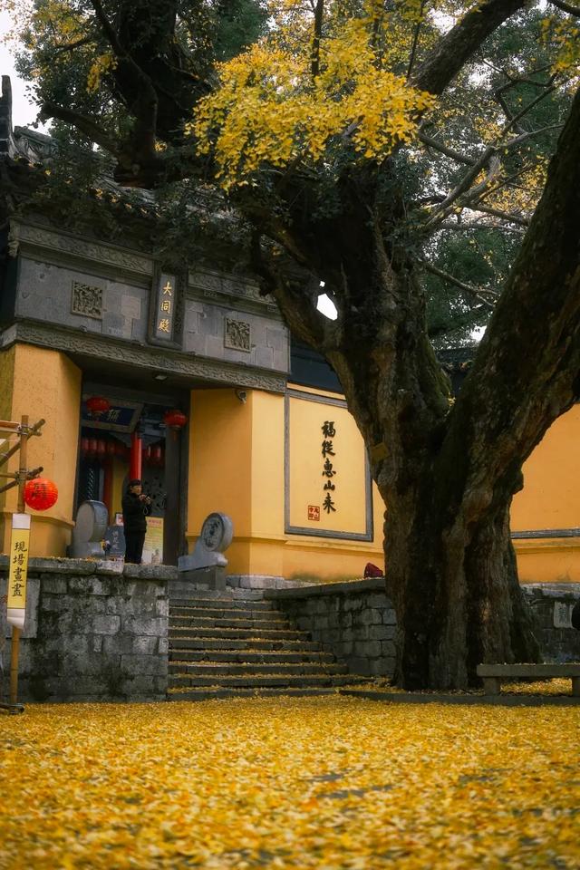 江苏“洪武银杏”变黄了，650年没结过果，但43年前却结出7粒白果