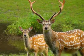 简单介绍梅花鹿生物学基础知识，如何正确饲养，以及繁殖方式图片