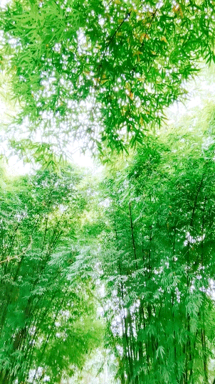 免费！德阳15分钟刹拢！穿竹林、摘果子、拍美片，小众悠闲~