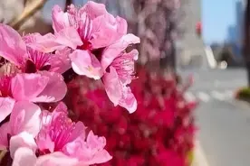 帚桃迎春，海棠依旧，这些静安的街边限时美景可不要错过！图片