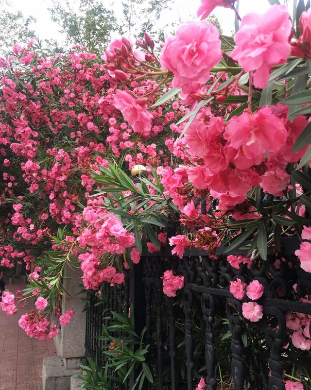 阴花不能进阳宅！这5种花“打死”也不养，家里若有？快挪走！